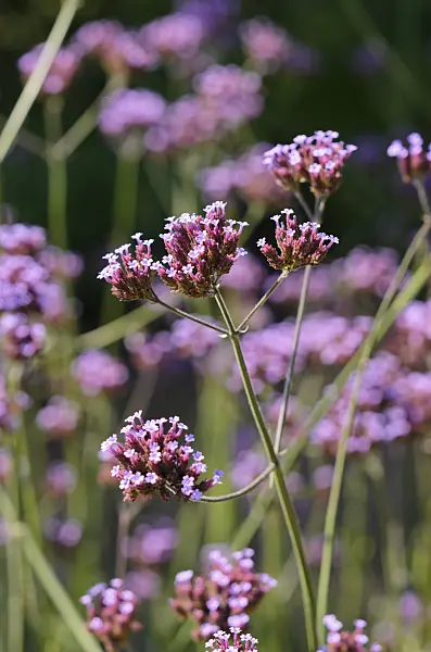 534432 - Purpletop vervain (Verbena bonariensis)