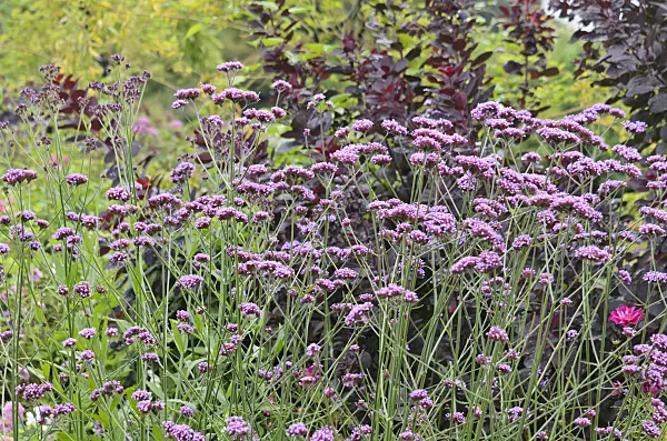536042 - Purpletop vervain (Verbena bonariensis)