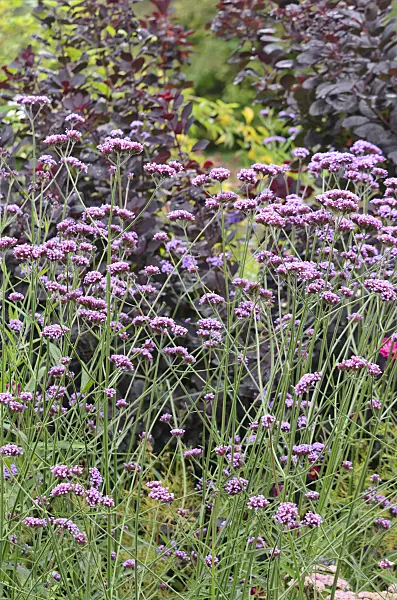 536043 - Purpletop vervain (Verbena bonariensis)