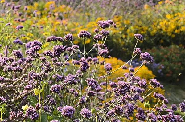 548070 - Purpletop vervain (Verbena bonariensis)