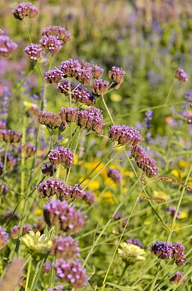 548071 - Purpletop vervain (Verbena bonariensis)