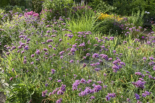 559100 - Purpletop vervain (Verbena bonariensis)