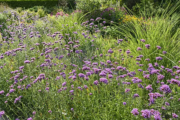 559101 - Purpletop vervain (Verbena bonariensis)