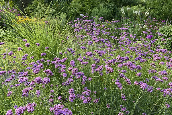 559102 - Purpletop vervain (Verbena bonariensis)