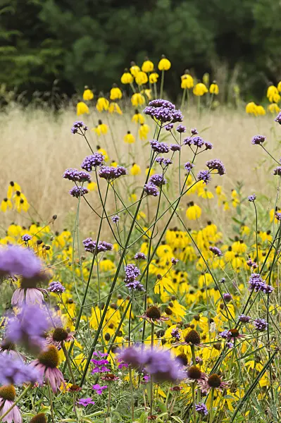 511237 - Purpletop vervain (Verbena bonariensis) and cone flowers (Rudbeckia)