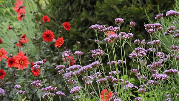 511354 - Purpletop vervain (Verbena bonariensis) and dahlias (Dahlia)