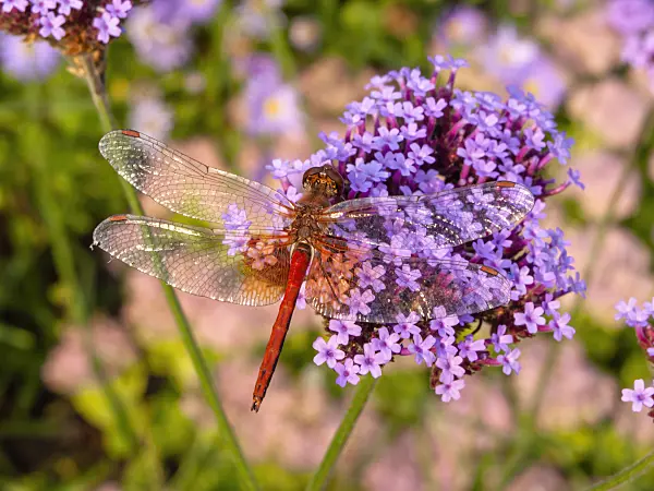 429073 - Purpletop vervain (Verbena bonariensis) and dragonfly (Sympetrum)