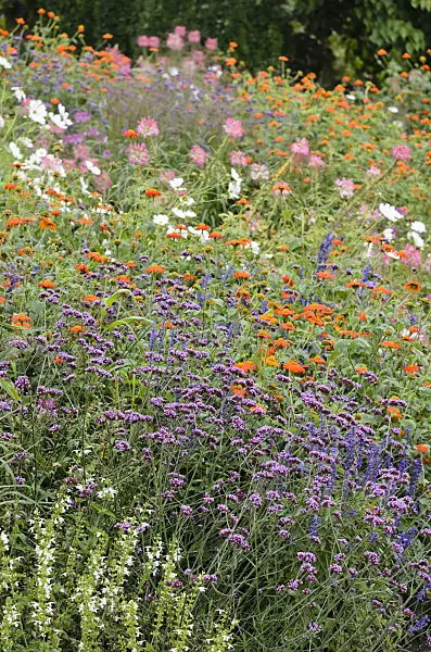 535160 - Purpletop vervain (Verbena bonariensis) and Mexican sunflower (Tithonia rotundifolia 'Gold Finger')