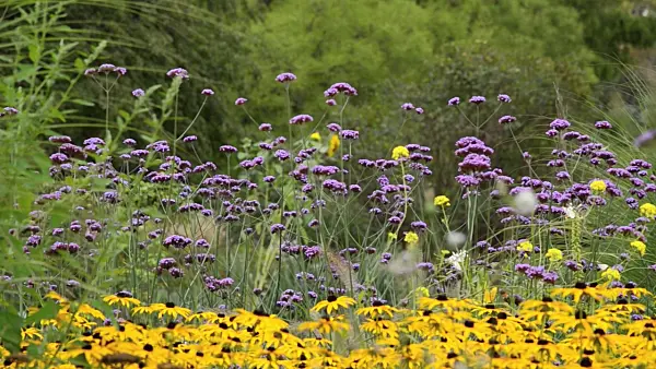 499139 - Purpletop vervain (Verbena bonariensis) and orange cone flower (Rudbeckia fulgida 'Goldsturm')