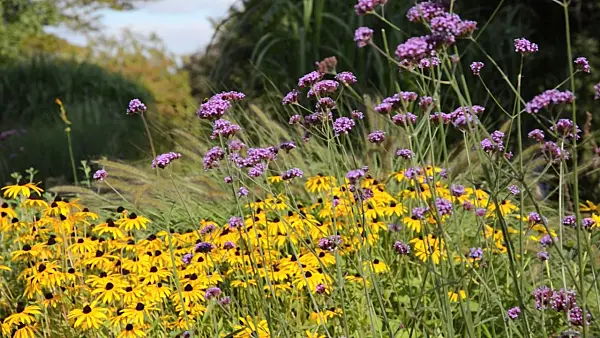 500107 - Purpletop vervain (Verbena bonariensis) and orange cone flower (Rudbeckia fulgida 'Goldsturm')