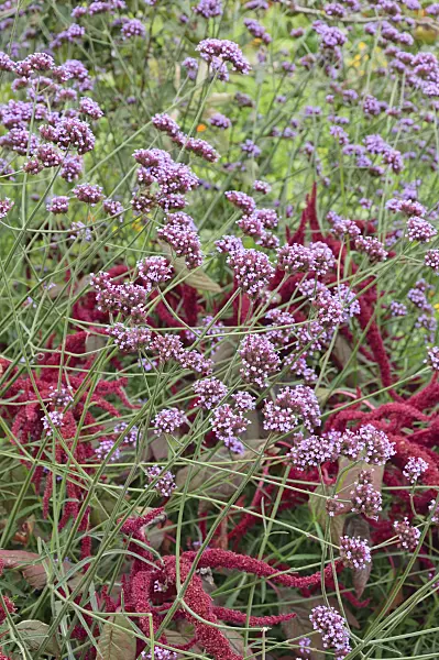 487246 - Purpletop vervain (Verbena bonariensis) and red amaranth (Amaranthus cruentus)