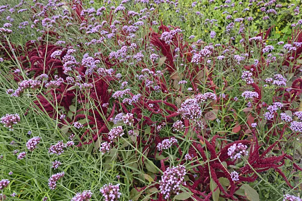487248 - Purpletop vervain (Verbena bonariensis) and red amaranth (Amaranthus cruentus)