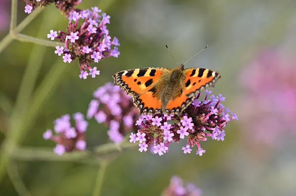 523227 - Purpletop vervain (Verbena bonariensis) and small tortoiseshell (Aglais urticae)