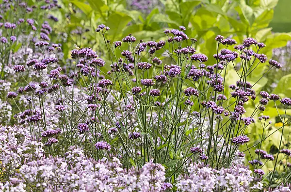 536110 - Purpletop vervain (Verbena bonariensis) and spider flower (Tarenaya hassleriana 'Señorita Rosalita' syn. Cleome hassleriana 'Señorita Rosalita')