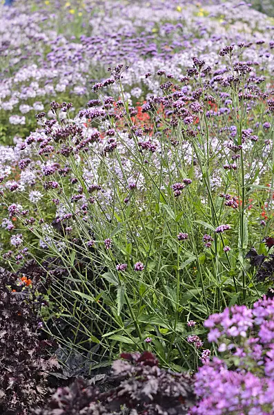 536112 - Purpletop vervain (Verbena bonariensis) and spider flower (Tarenaya hassleriana 'Señorita Rosalita' syn. Cleome hassleriana 'Señorita Rosalita')
