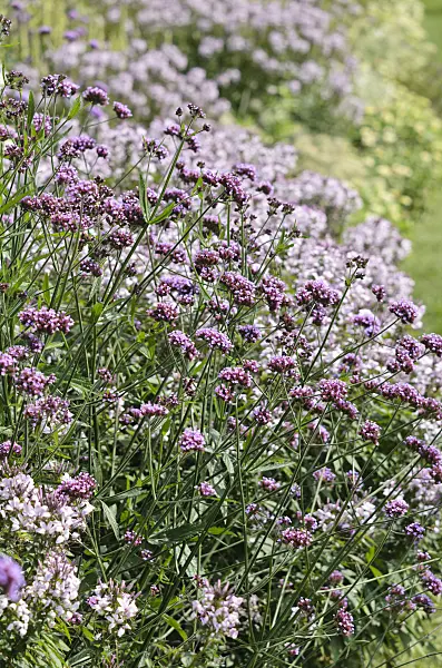 536115 - Purpletop vervain (Verbena bonariensis) and spider flower (Tarenaya hassleriana 'Señorita Rosalita' syn. Cleome hassleriana 'Señorita Rosalita')
