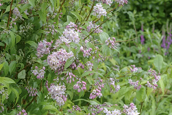 547140 - Purpurdeutzie (Deutzia purpurascens 'Kalmiiflora')