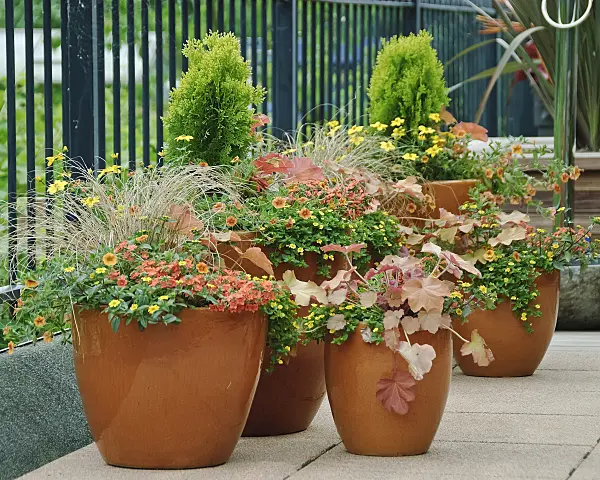 490075 - Purpurglöckchen (Heuchera villosa 'Caramel')