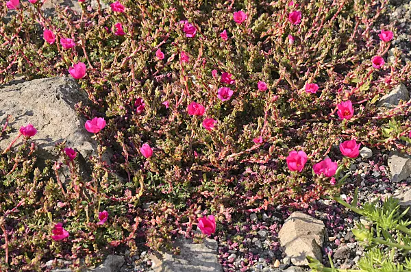 523274 - Purslane (Portulaca gilliesii)