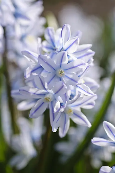 471007 - Puschkinie (Puschkinia scilloides)