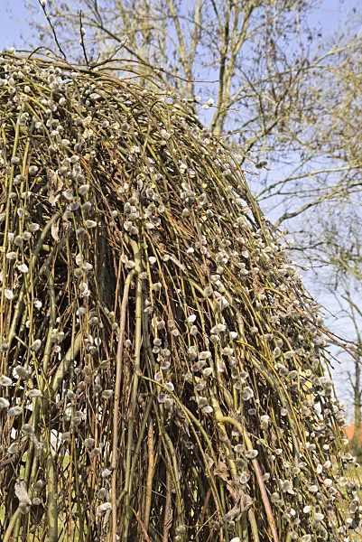 554060 - Pussy willow (Salix caprea 'Pendula')