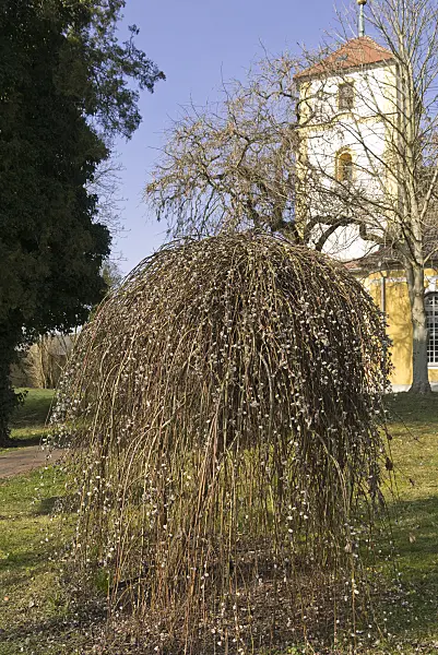 554061 - Pussy willow (Salix caprea 'Pendula')