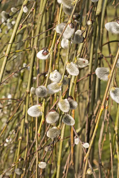 554063 - Pussy willow (Salix caprea 'Pendula')