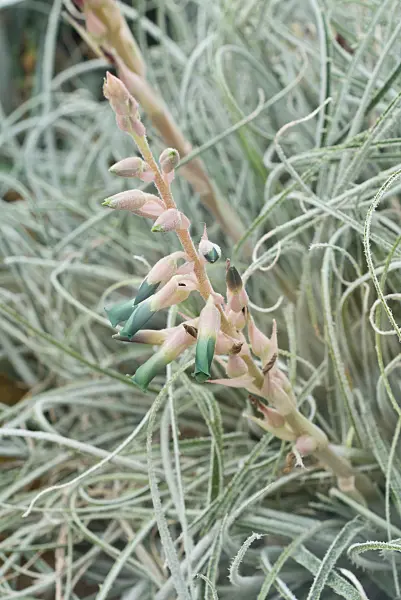 561054 - Puya hromadnikii