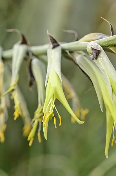 535015 - Puya mirabilis