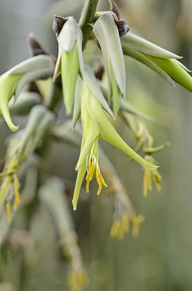535016 - Puya mirabilis