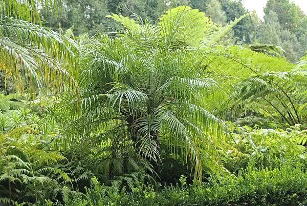 535309 - Pygmy date palm (Phoenix roebelenii)