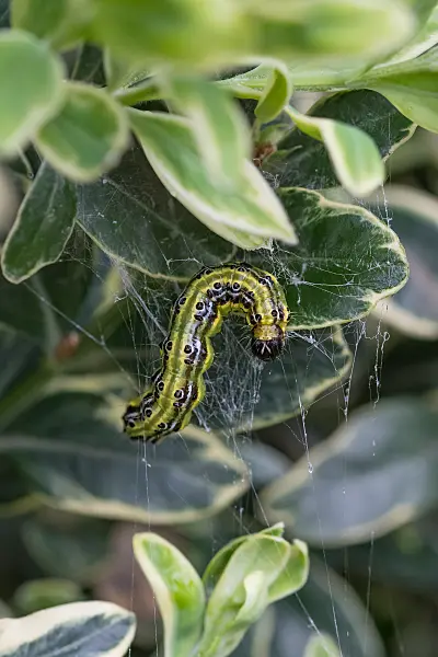 664109 - Pyrale du buis (Cydalima perspectalis)