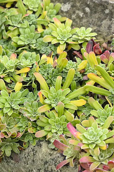548086 - Pyramidal saxifrage (Saxifraga cotyledon 'Pyramidalis')