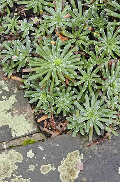 553017 - Pyramidal saxifrage (Saxifraga cotyledon 'Pyramidalis')