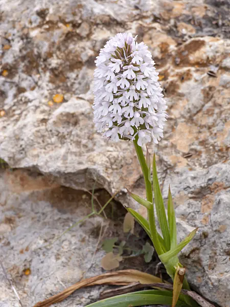 424067 - Pyramidenorchis (Anacamptis pyramidalis)