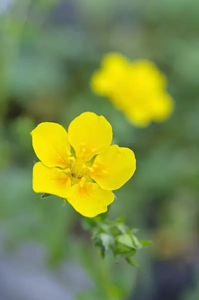 472156 - Pyrenäen-Fingerkraut (Potentilla pyrenaica)