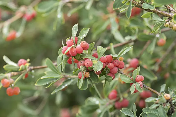 638154 - Pyrenäen-Heckenkirsche (Lonicera pyrenaica)