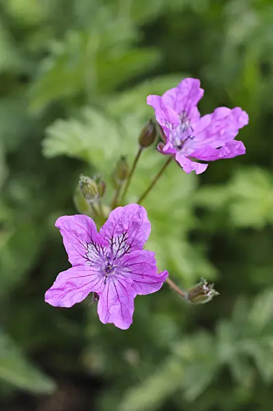 484146 - Pyrenäen-Reiherschnabel (Erodium manescavii)