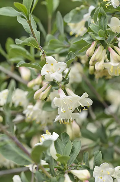 496138 - Pyrenean honeysuckle (Lonicera pyrenaica)