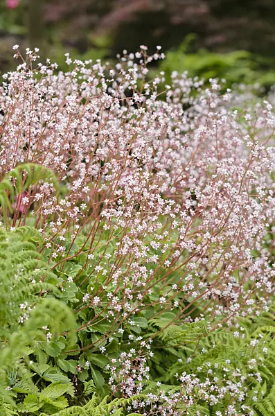 533336 - Pyrenean saxifrage (Saxifraga umbrosa)