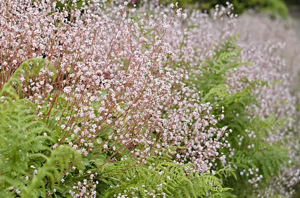 533337 - Pyrenean saxifrage (Saxifraga umbrosa)
