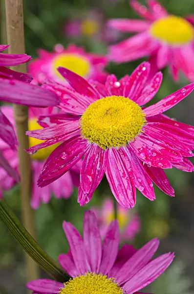 508561 - Pyrethrum (Tanacetum coccineum)