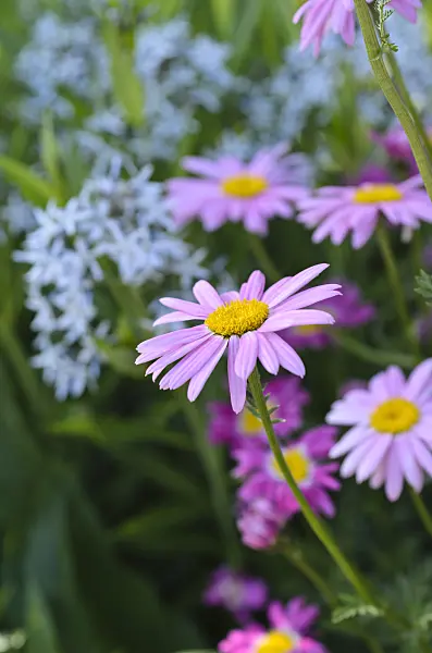 496265 - Pyrethrum (Tanacetum coccineum 'Robinsons Rosa')