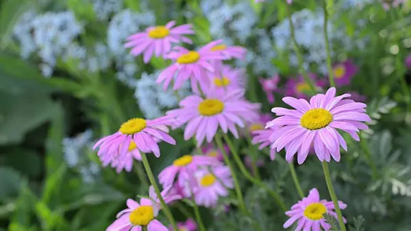 496284 - Pyrethrum (Tanacetum coccineum 'Robinsons Rosa')