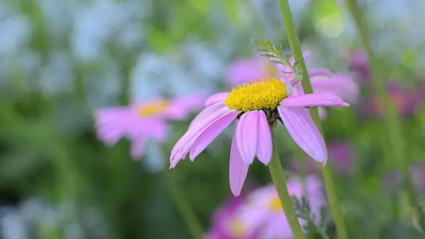 496285 - Pyrethrum (Tanacetum coccineum 'Robinsons Rosa')