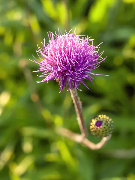 427258 - Queen Anne's thistle (Cirsium canum)