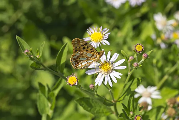 595023 - Queen of Spain fritillary (Issoria lathonia)