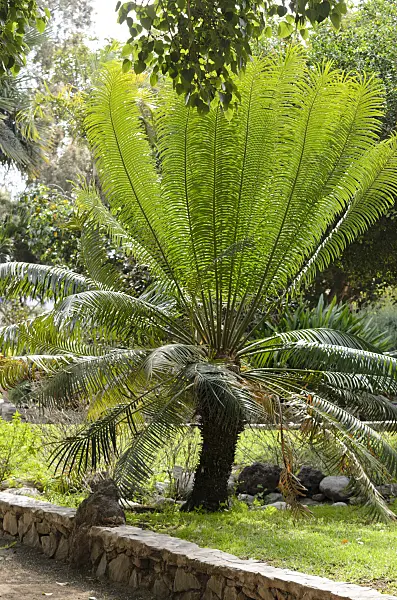 564148 - Queen sago palm (Cycas circinalis) behind a field stone wall in a tropical park
