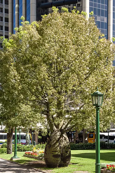 455032 - Queensland bottle tree (Brachychiton rupestris), Anzac Square, Brisbane, Australia