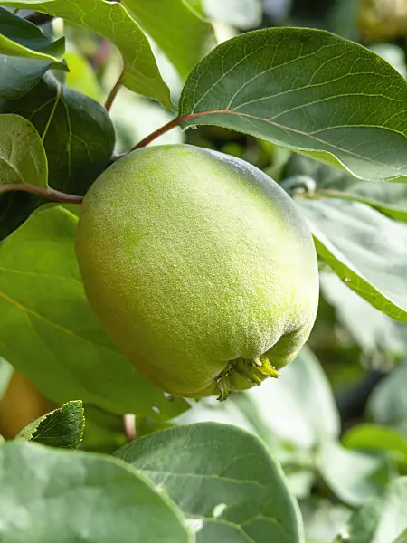 441035 - Quince (Cydonia oblonga)